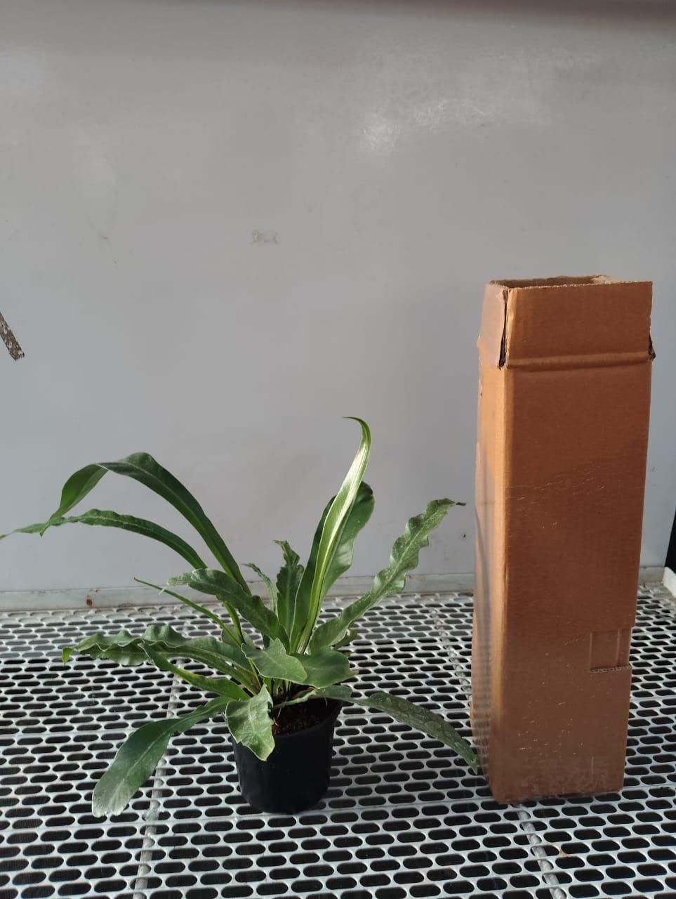 Birds Nest Fern Plant